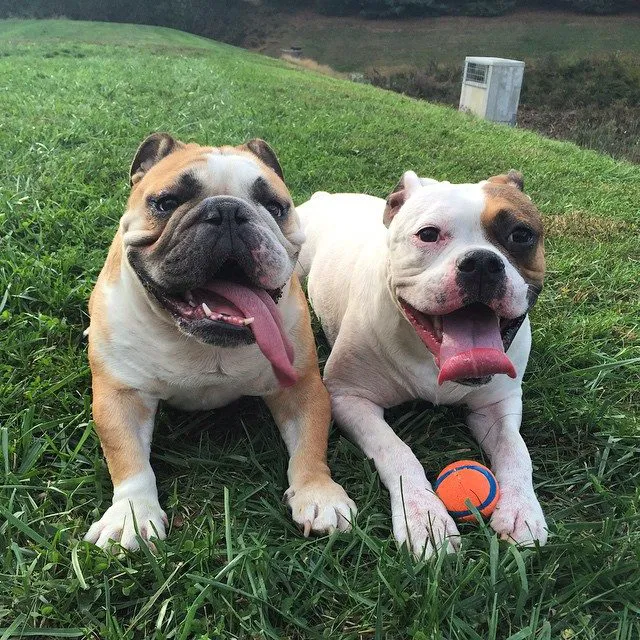 Bel Air Veterinary Hospital 12