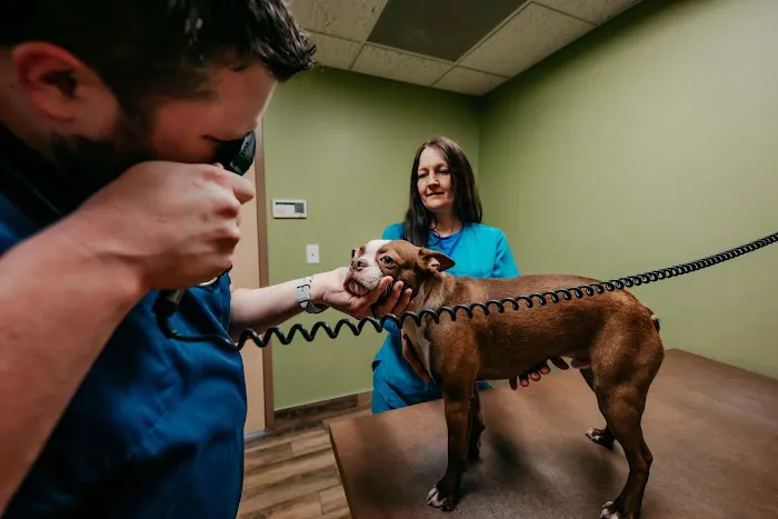 Festival Veterinary Clinic 12