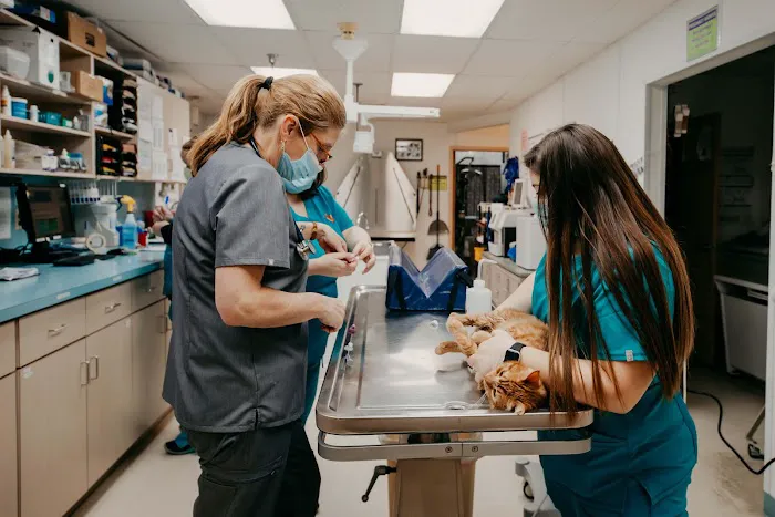 Festival Veterinary Clinic 12