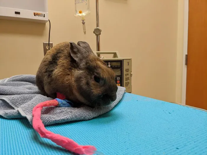 Chadwell Animal Hospital 12