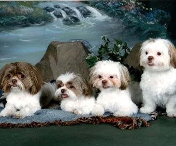 Smithsburg Veterinary Clinic