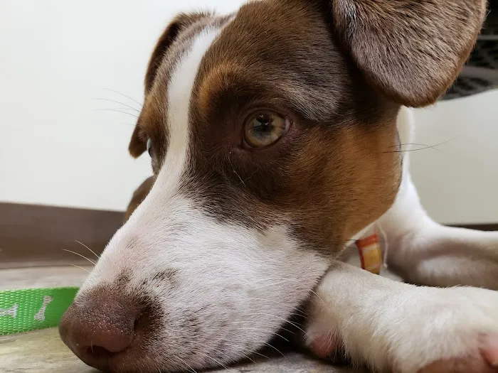 Palmer Animal Hospital 12