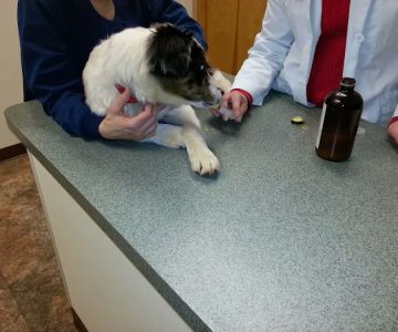 Palmer Animal Hospital