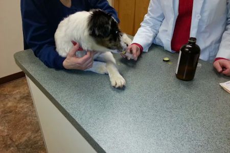 Palmer Animal Hospital