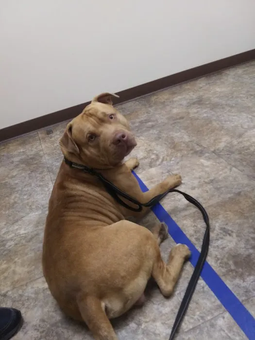 Palmer Animal Hospital 12