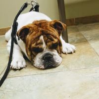 Confederate Woods Veterinary Hospital ico