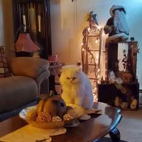 Confederate Woods Vet Hospital: Dickey Dale L DVM ico