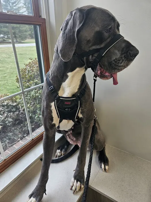 Gettysburg Animal Hospital 12