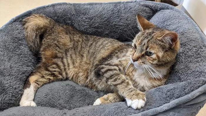 Gettysburg Animal Hospital 12
