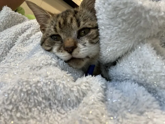 Animal Wellness Clinic 12
