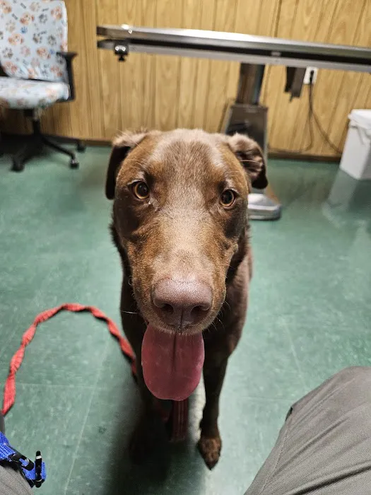 Animal Wellness Clinic 12