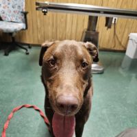 Animal Wellness Clinic ico