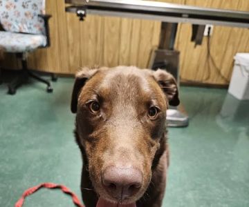 Animal Wellness Clinic