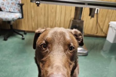 Animal Wellness Clinic