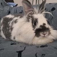 NorthPaws Animal Hospital ico