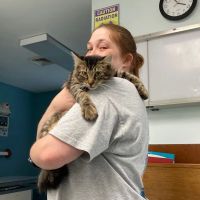 Community Animal Hospital ico