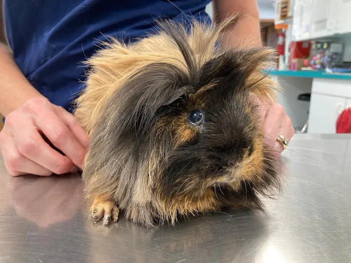Community Animal Hospital 12