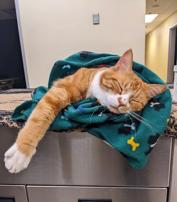 Veterinary Medical Center 12