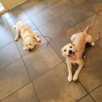 Veterinary Medical Center ico