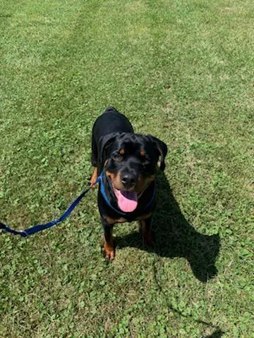 Chestertown Animal Hospital 12