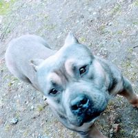 Chestertown Animal Hospital ico