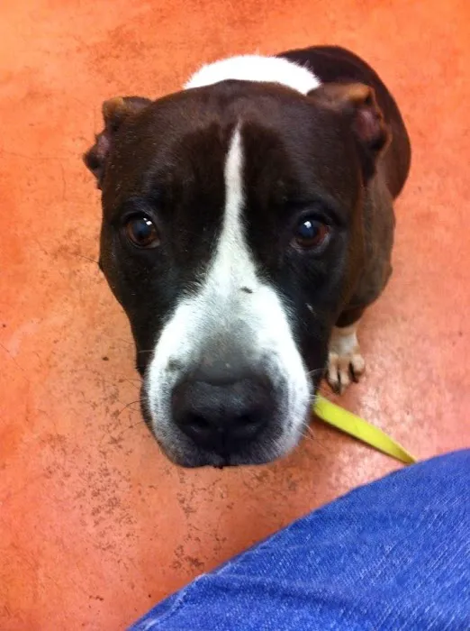 Tidewater Trail Animal Hospital 6