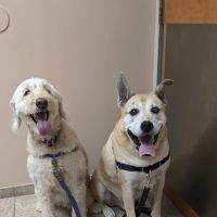 VCA White Oak Animal Hospital ico