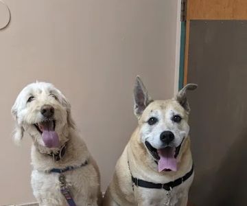 VCA White Oak Animal Hospital