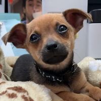 Ferry Farm Animal Clinic ico
