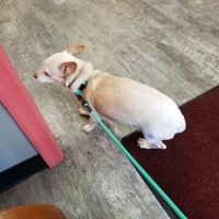 Caroline Animal Hospital ico