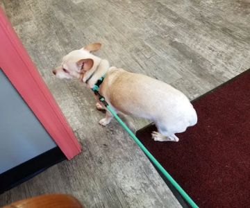 Caroline Animal Hospital