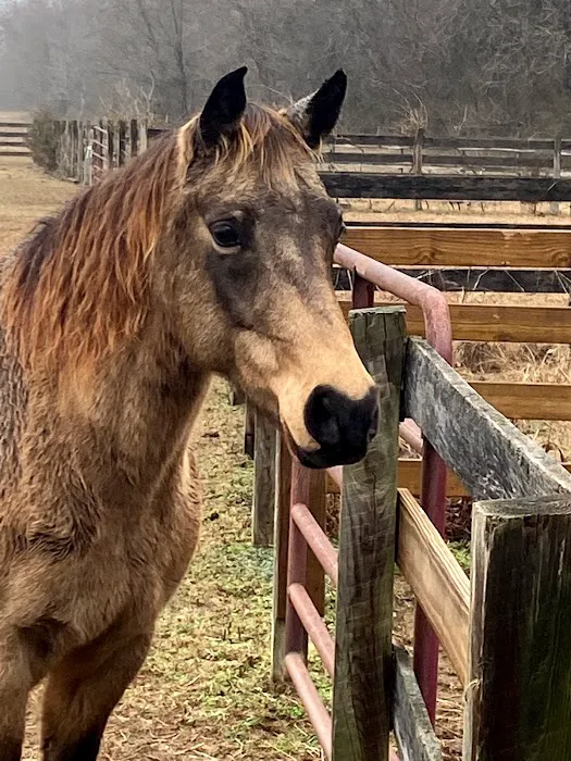Olde Towne Equine - Dr. Kate Moga DVM, ACCC/AVCA 1