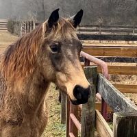 Olde Towne Equine - Dr. Kate Moga DVM, ACCC/AVCA ico