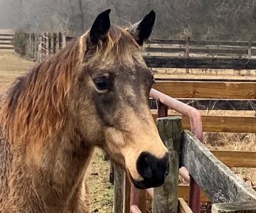 Olde Towne Equine - Dr. Kate Moga DVM, ACCC/AVCA