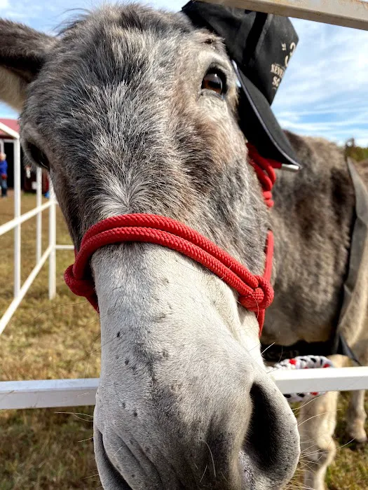 Olde Towne Equine - Dr. Kate Moga DVM, ACCC/AVCA 3