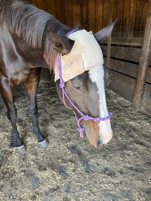 Olde Towne Equine - Dr. Kate Moga DVM, ACCC/AVCA 6