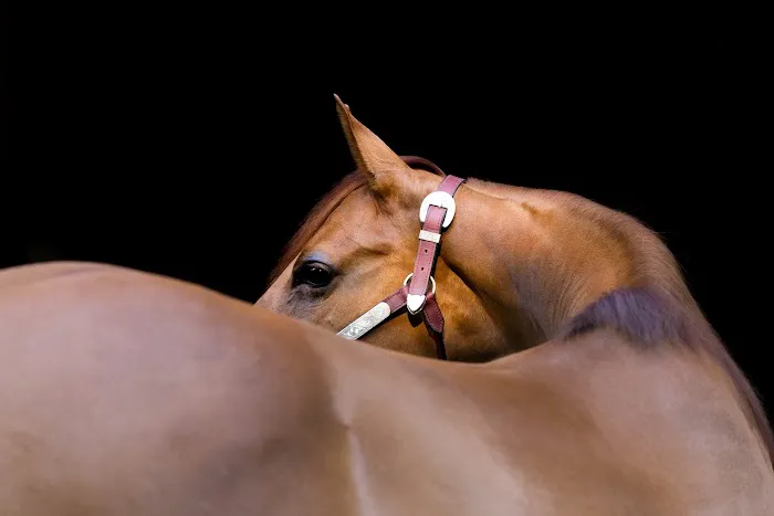 Olde Towne Equine - Dr. Kate Moga DVM, ACCC/AVCA 2