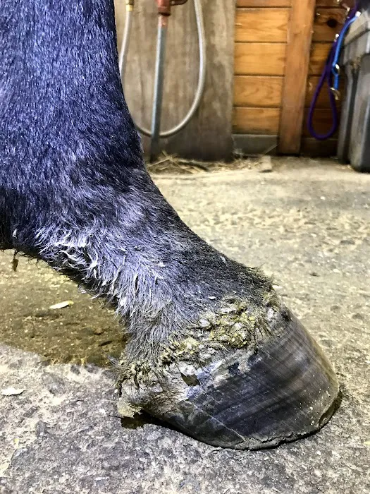 Olde Towne Equine - Dr. Kate Moga DVM, ACCC/AVCA 4