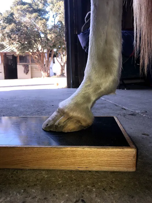 Olde Towne Equine - Dr. Kate Moga DVM, ACCC/AVCA 7