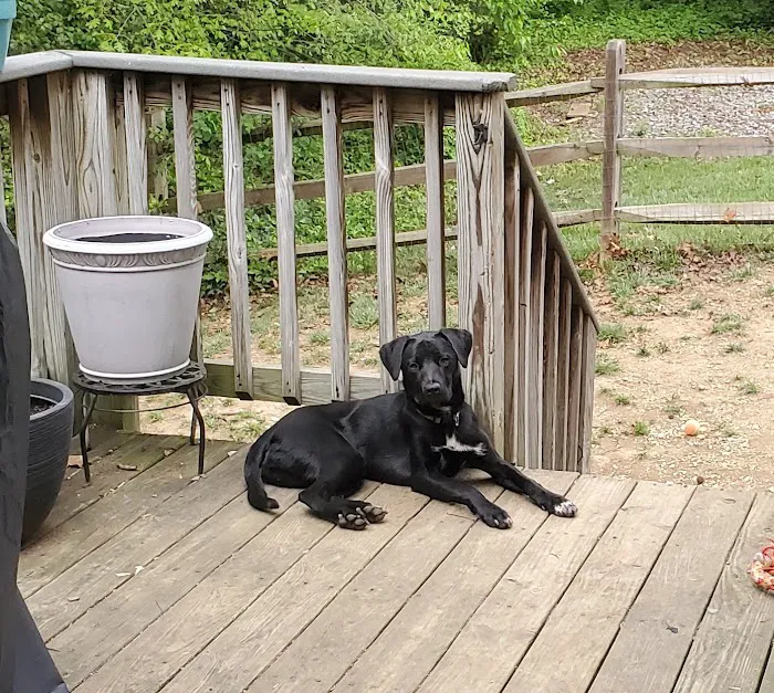Littlepage Animal Hospital 4