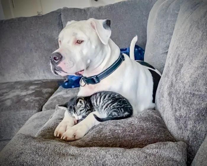 Littlepage Animal Hospital 9