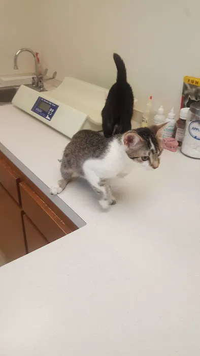 Just Cats Vet Clinic 12