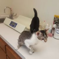 Just Cats Vet Clinic ico