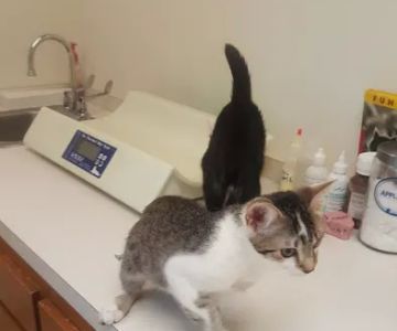 Just Cats Vet Clinic