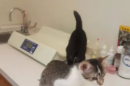 Just Cats Vet Clinic