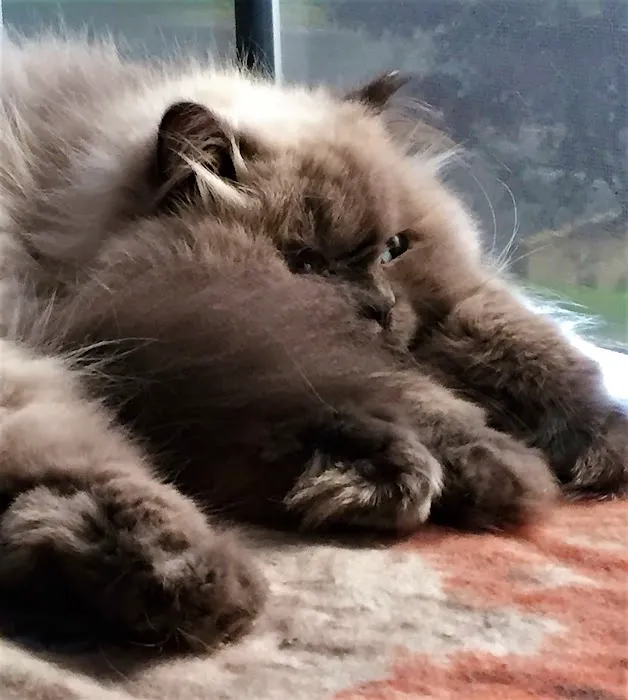 Just Cats Vet Clinic 12