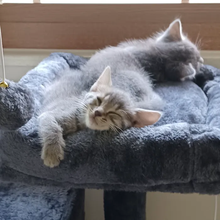 Just Cats Vet Clinic 12