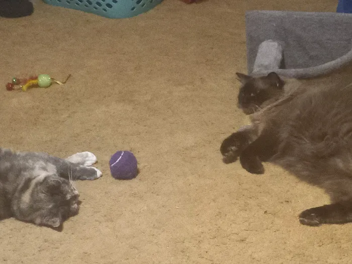 Just Cats Vet Clinic 12