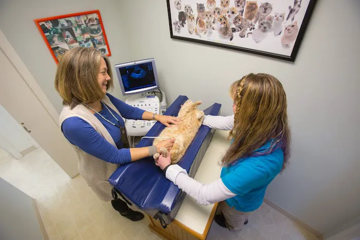 Just Cats Vet Clinic 12