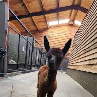Martin Veterinary Services ico